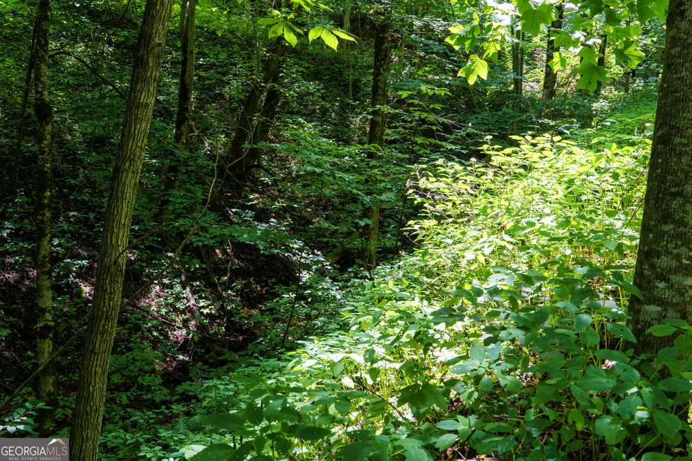 LOT OFF Buck Naked Bryson City, NC 28713