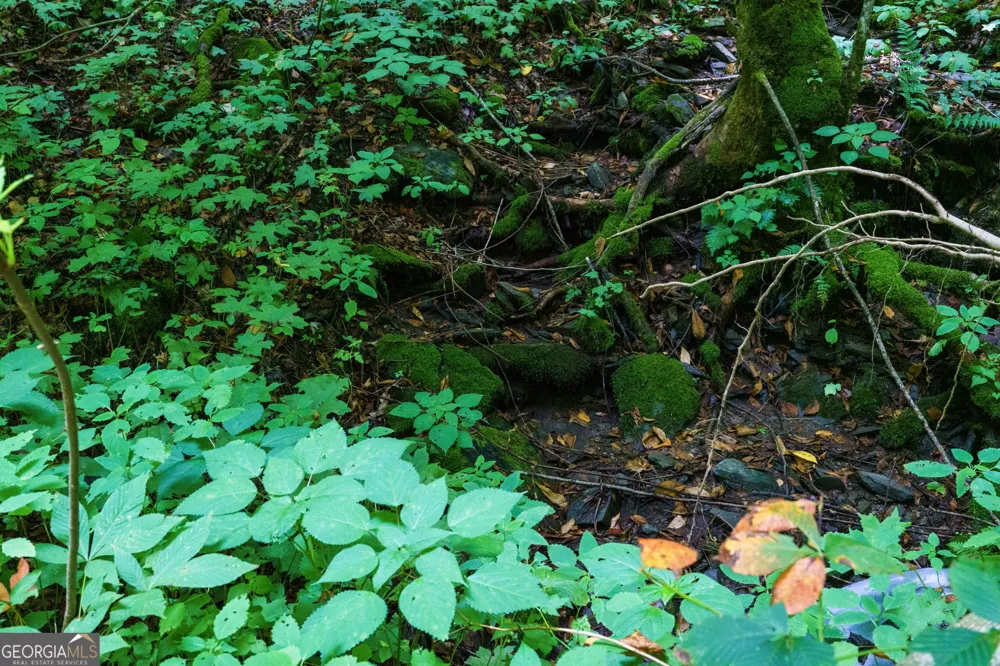 LOT OFF Buck Naked Bryson City, NC 28713