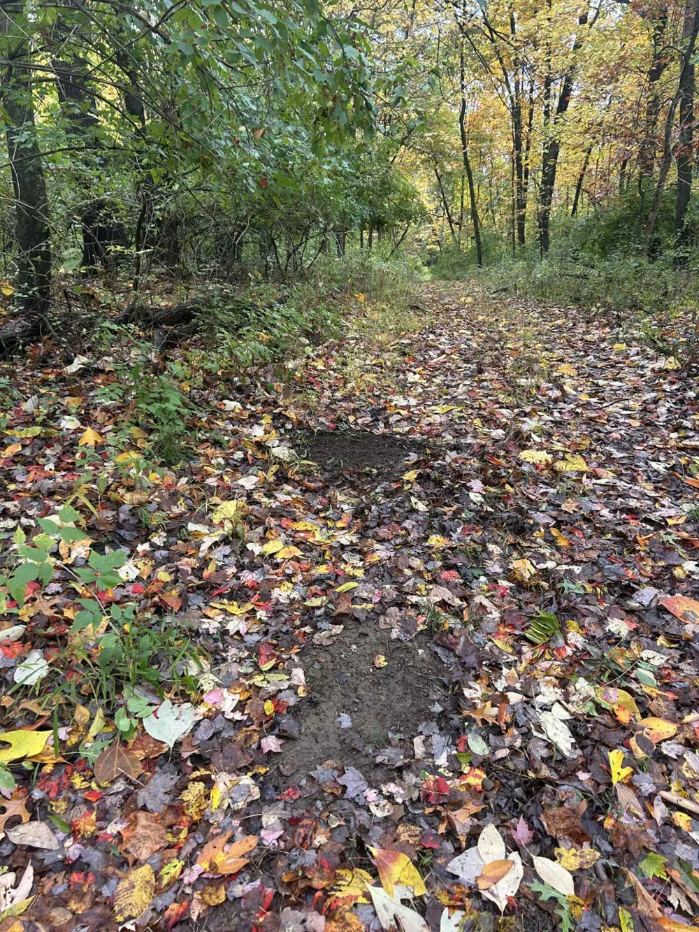 4680 Fitzpatrick Road Fayette Township, MI 49242