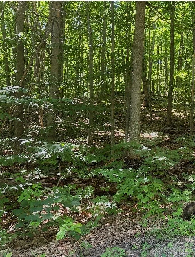 185 ForestGrove Road Mancelona Township, MI 49730