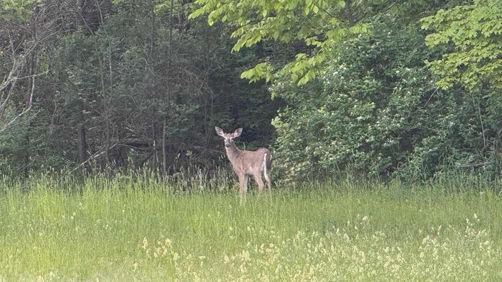 Rushton Road Banks Township, MI 49729