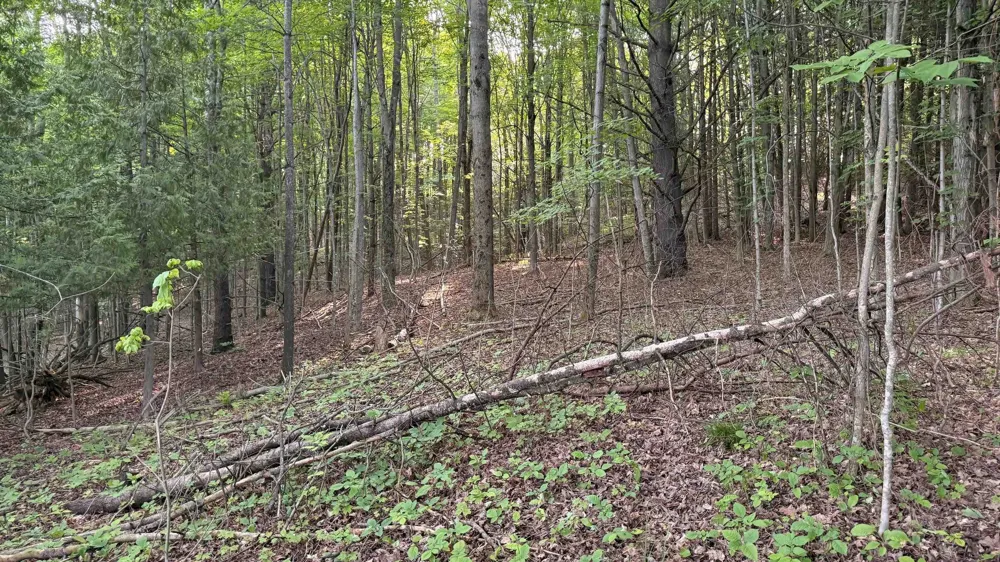 Rushton Road Banks Township, MI 49729