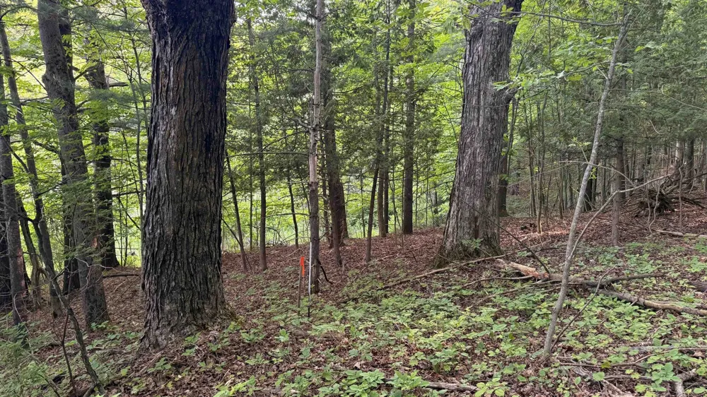 Rushton Road Banks Township, MI 49729