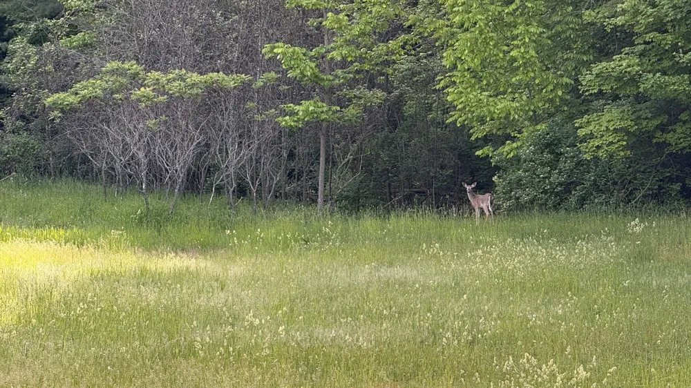 Rushton Road Banks Township, MI 49729