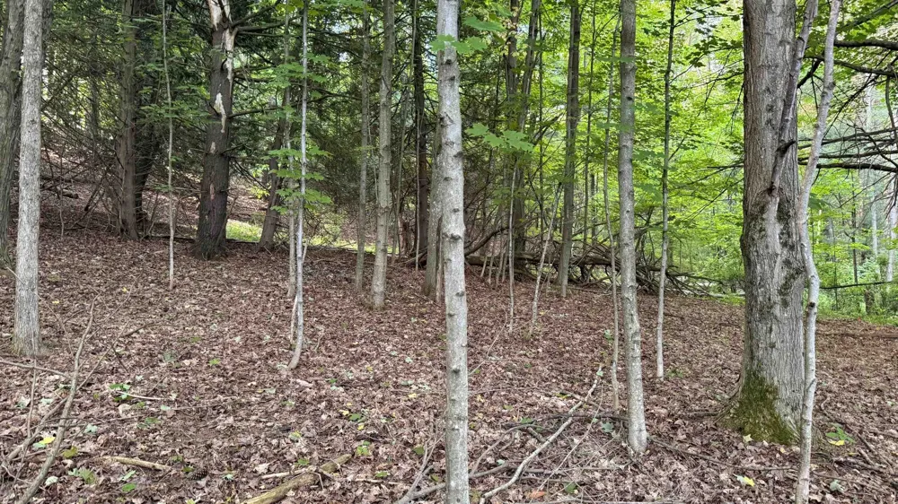 Rushton Road Banks Township, MI 49729