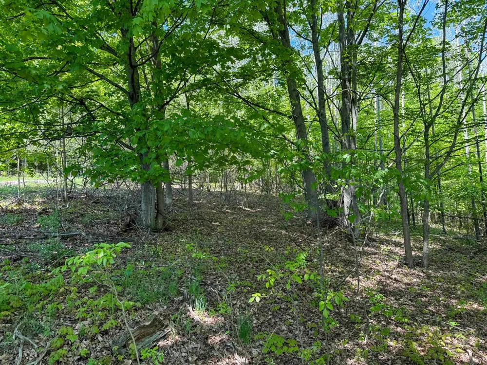 2155 Belanger Creek Drive Suttons Bay Township, MI 49682