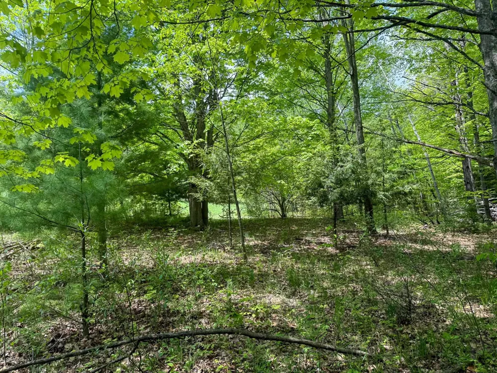 2164 Belanger Creek Drive Suttons Bay Township, MI 49682