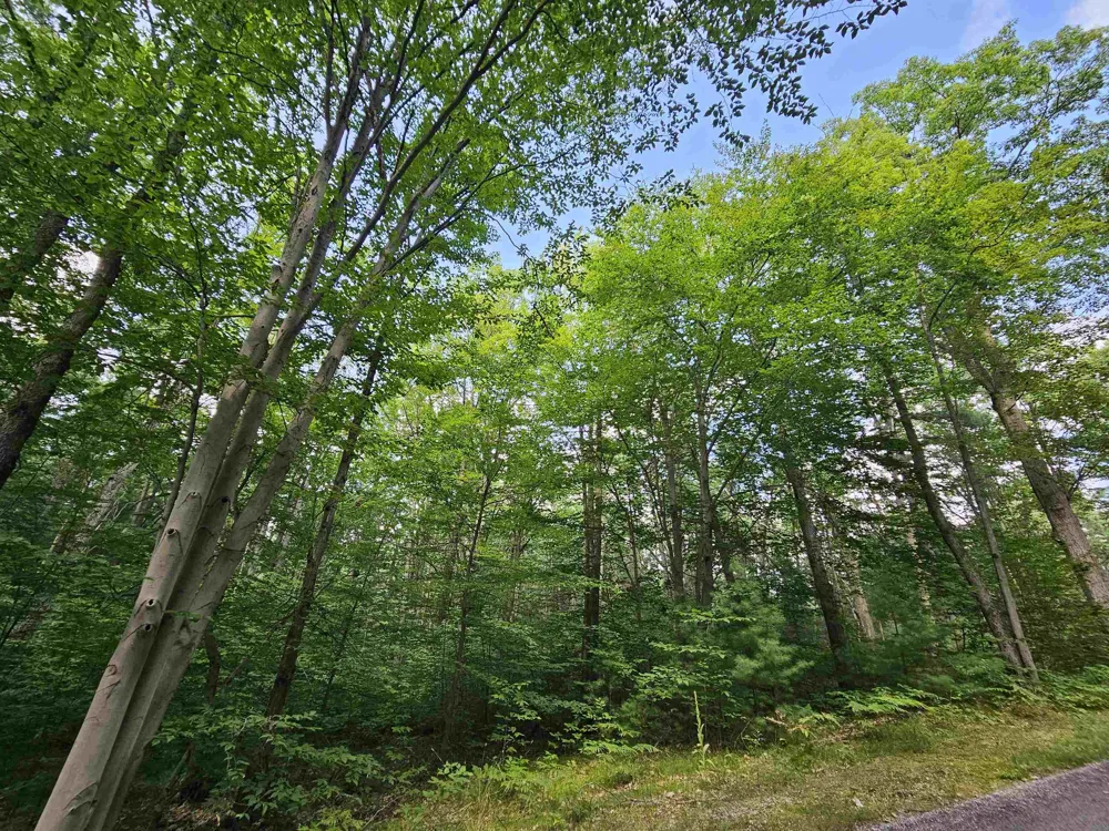 Woodwind Drive Haring Charter Township, MI 49601