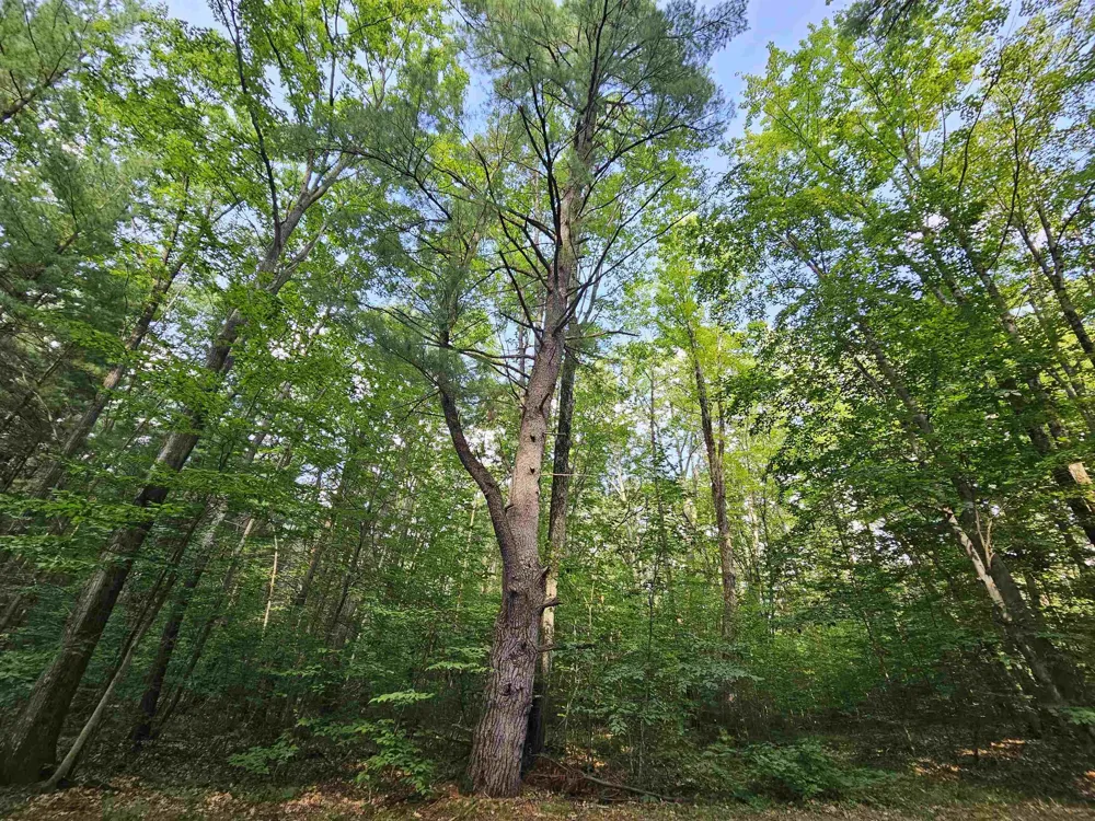 Woodwind Drive Haring Charter Township, MI 49601