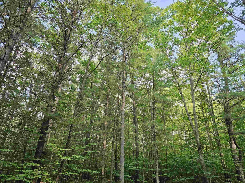 Woodwind Drive Haring Charter Township, MI 49601