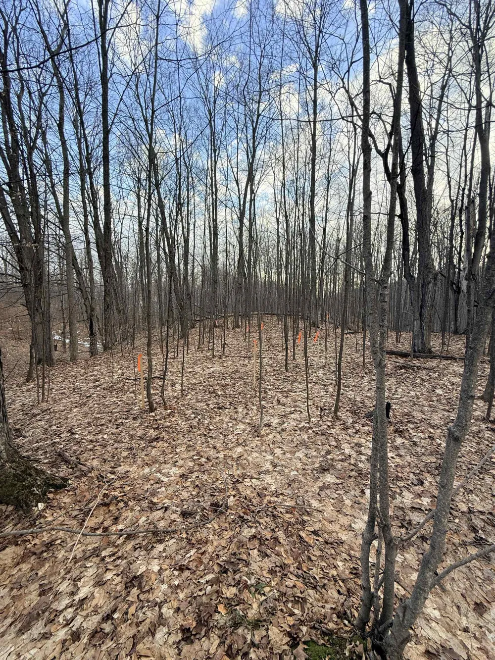 1208 S Ridge Court Blair Township, MI 49696