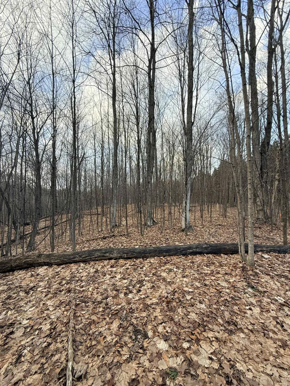 1208 S Ridge Court Blair Township, MI 49696