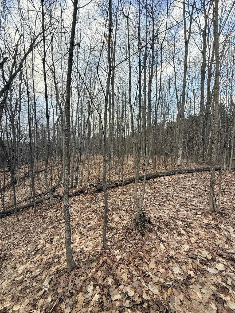 1208 S Ridge Court Blair Township, MI 49696