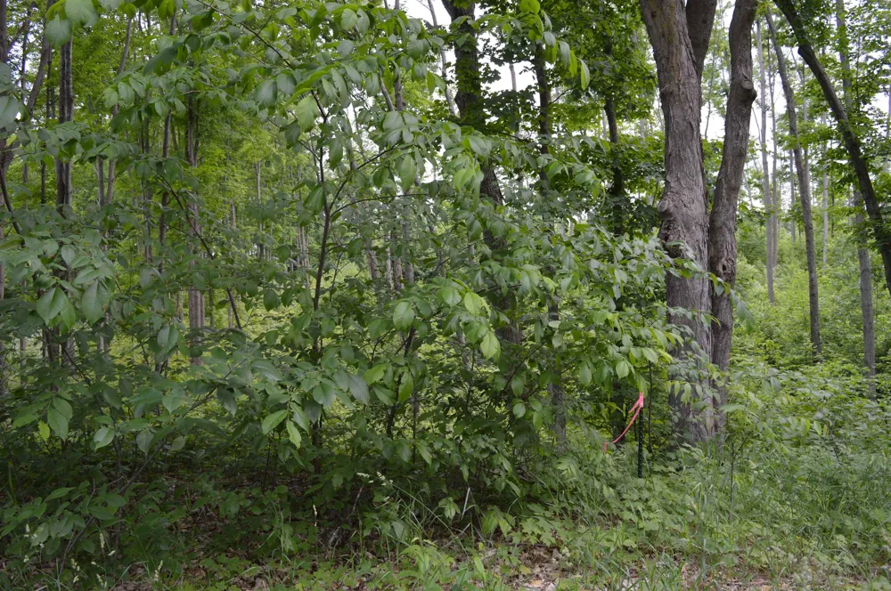 Summit City Road Paradise Township, MI 49649
