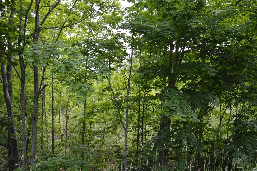 Summit City Road Paradise Township, MI 49649