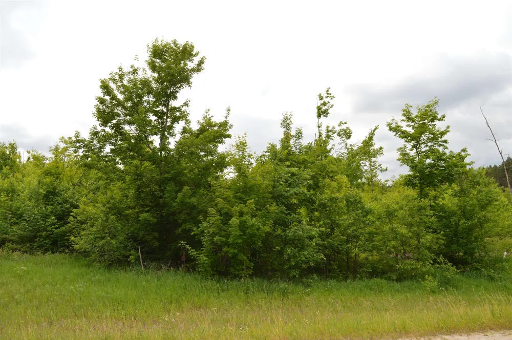 Summit City Road Paradise Township, MI 49649