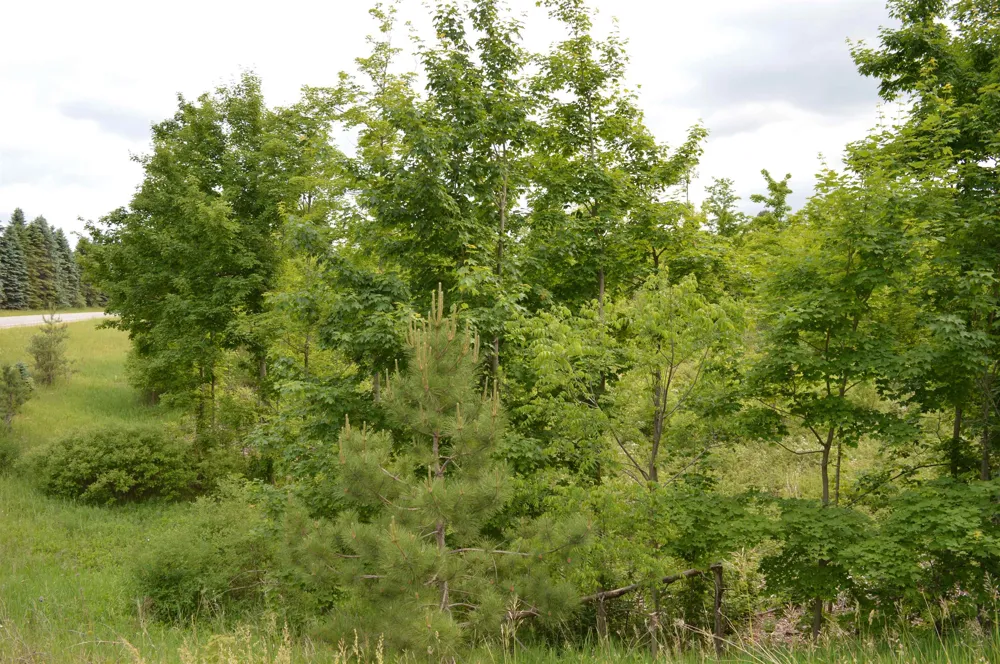 Summit City Road Paradise Township, MI 49649