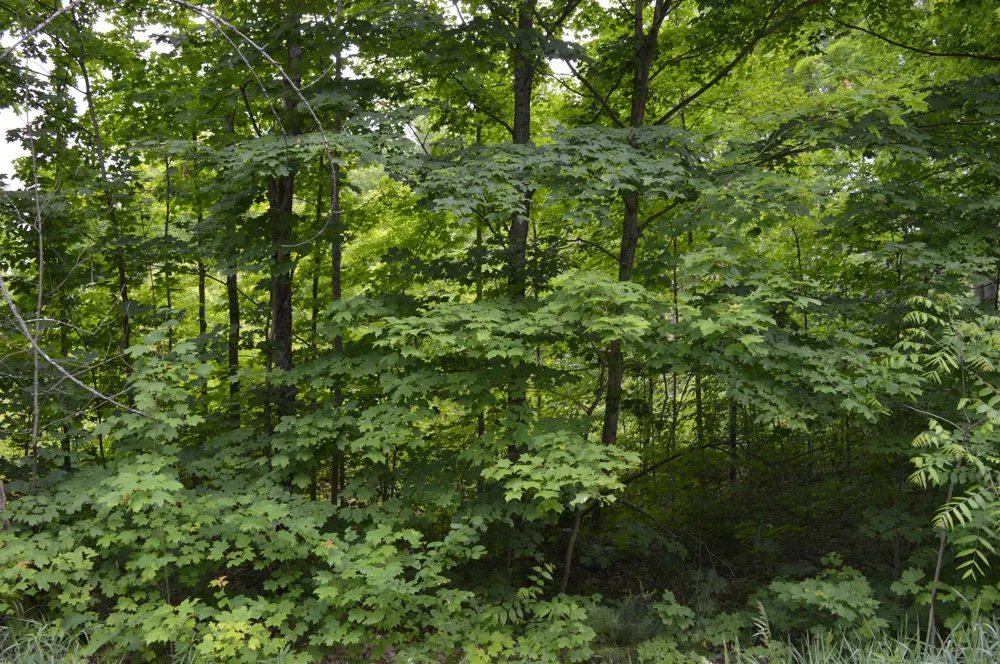 Summit City Road Paradise Township, MI 49649