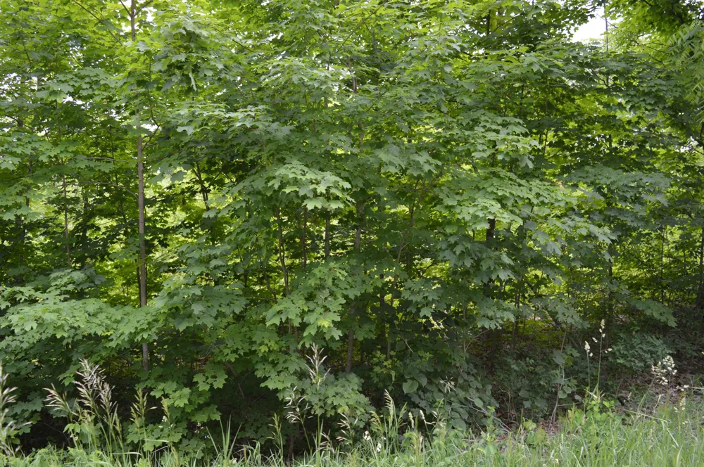Summit City Road Paradise Township, MI 49649