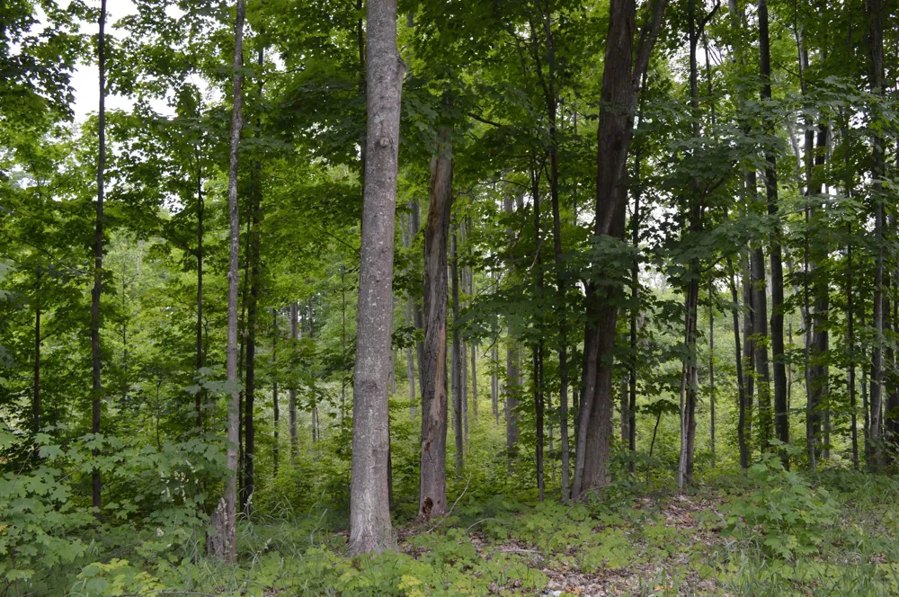 Summit City Road Paradise Township, MI 49649