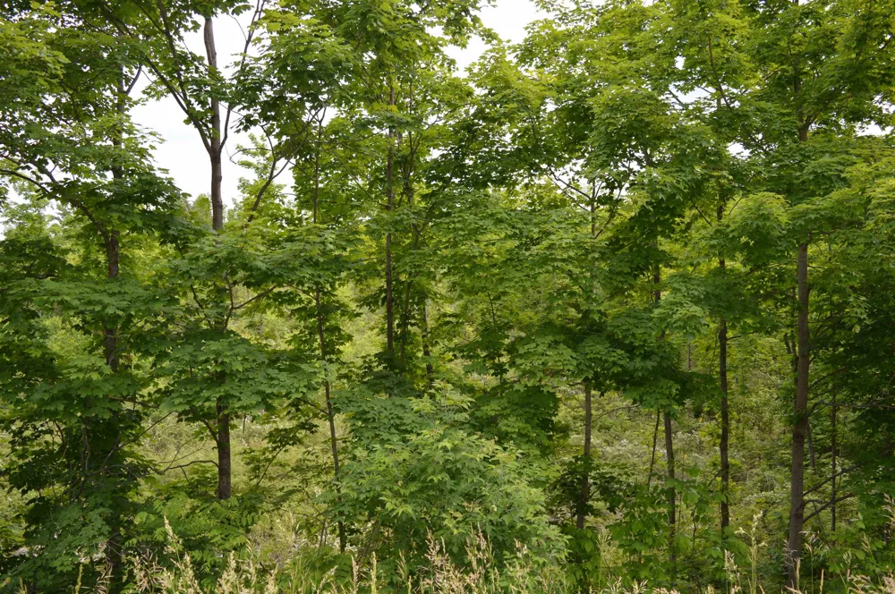 Summit City Road Paradise Township, MI 49649