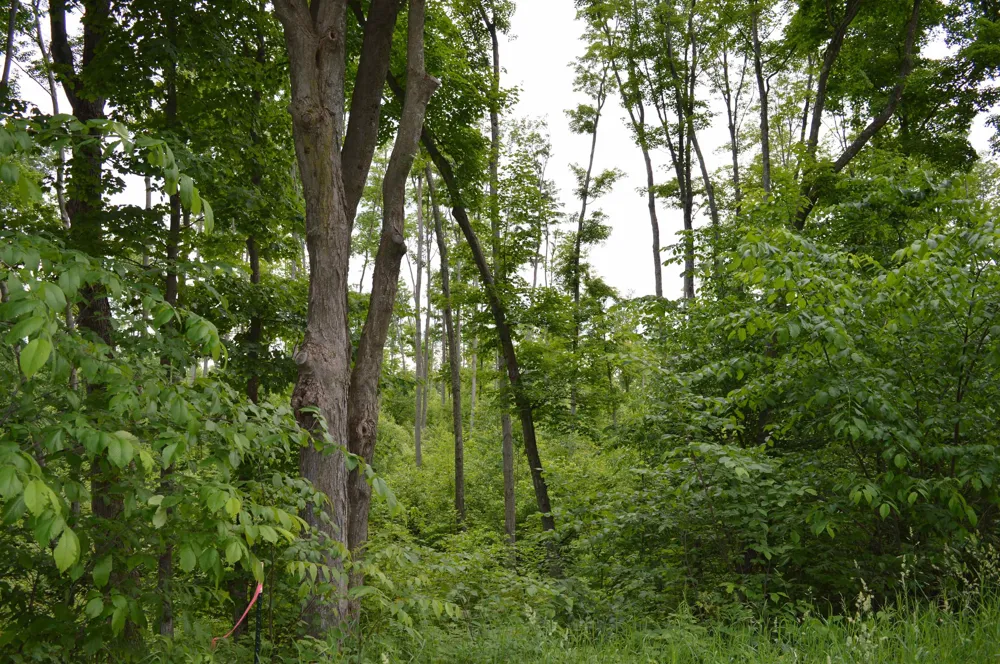 Summit City Road Paradise Township, MI 49649