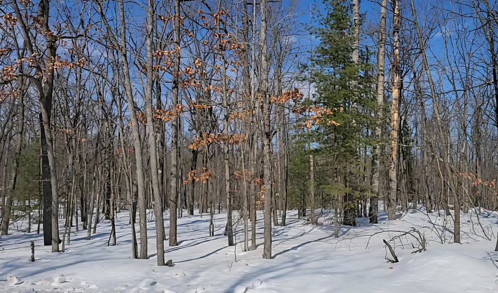 Nottingham Drive Otsego Lake Township, MI 49733