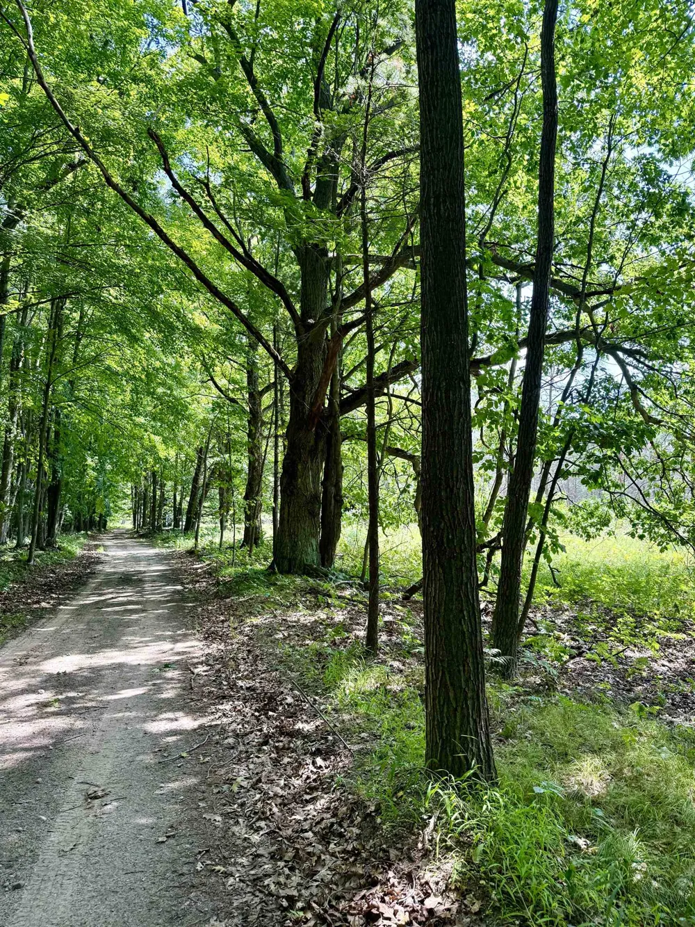 16121 130th Avenue Rose Lake Township, MI 49655