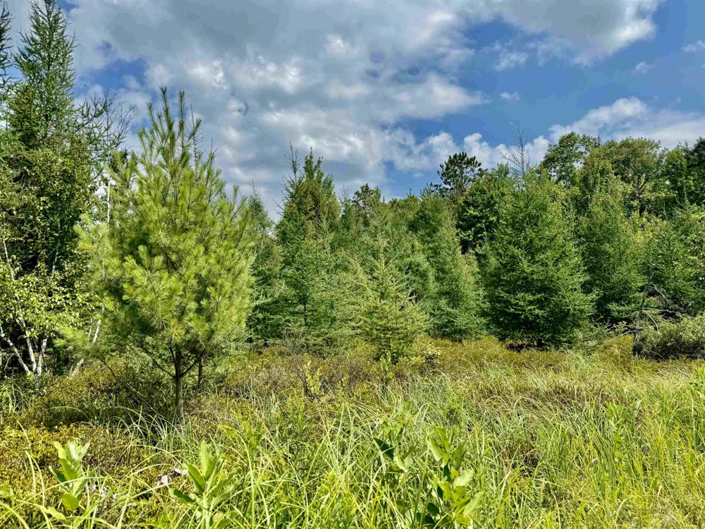 16121 130th Avenue Rose Lake Township, MI 49655
