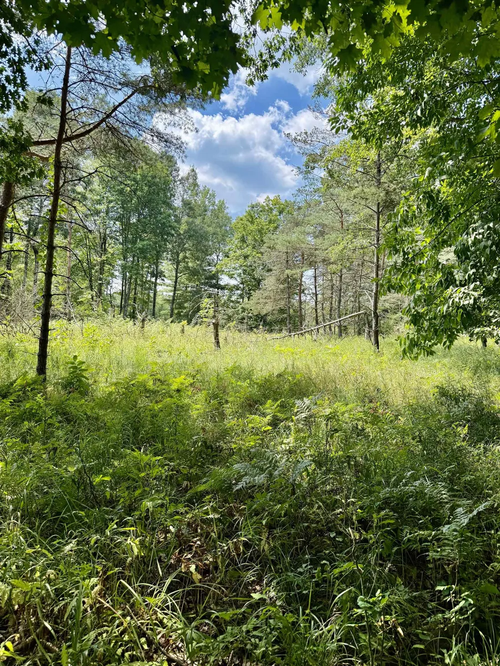 16121 130th Avenue Rose Lake Township, MI 49655