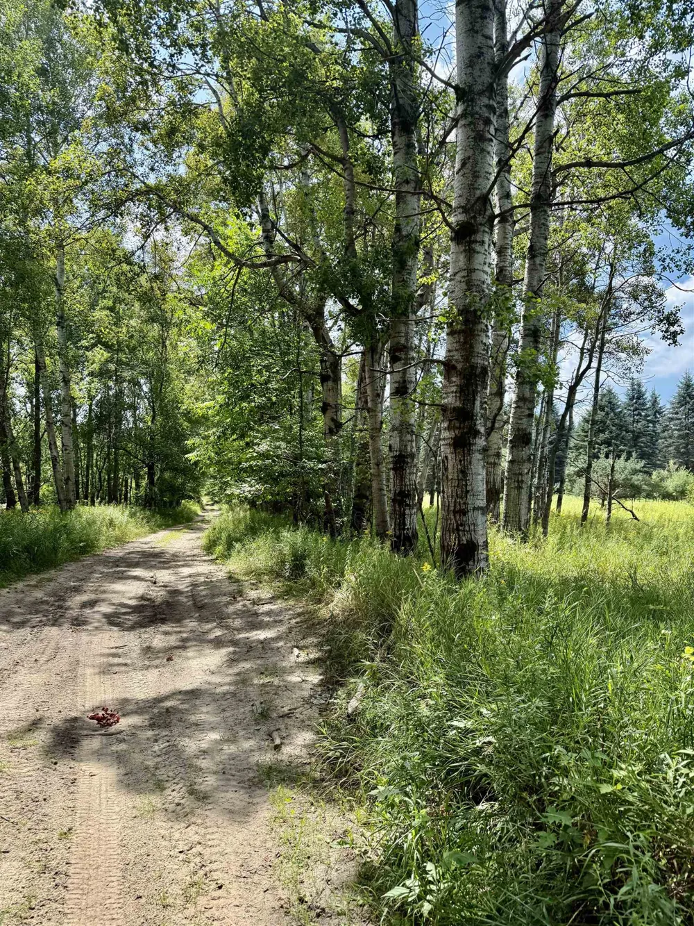16121 130th Avenue Rose Lake Township, MI 49655