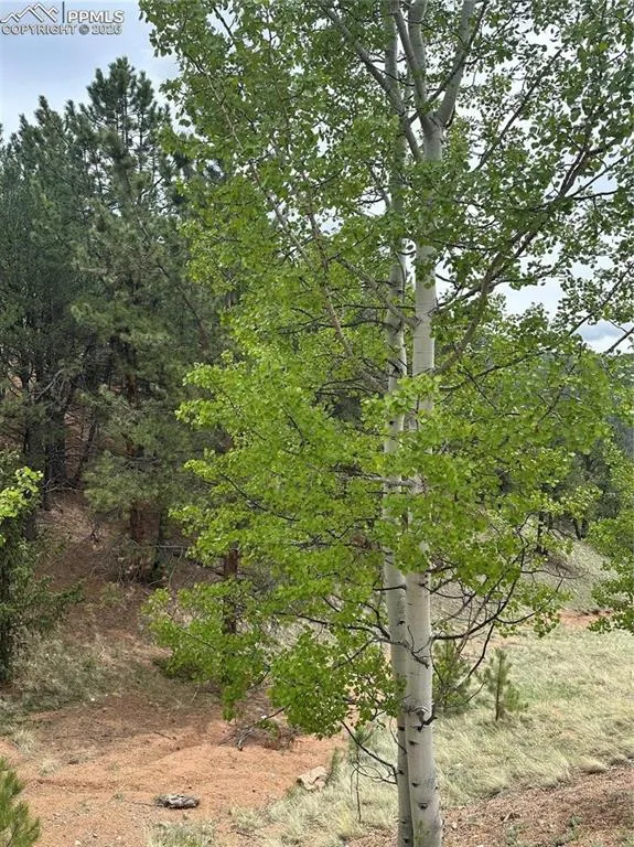 1600 Pikes Peak Drive Divide, CO 80814