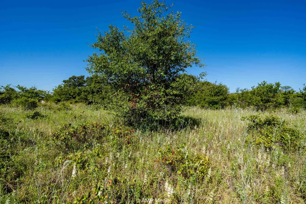 9999 County Road 240 Rising Star, TX 76471