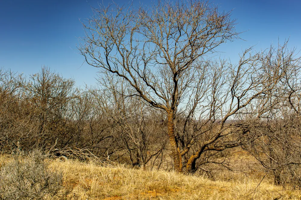 Westover Road Seymour, TX 76380