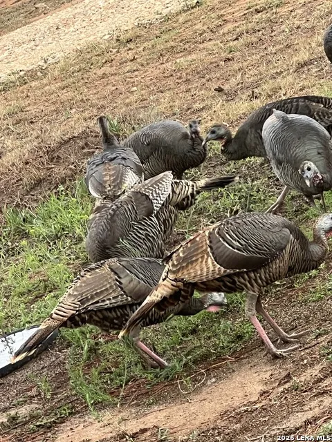 1384 County Road 326 Adkins, TX 78101