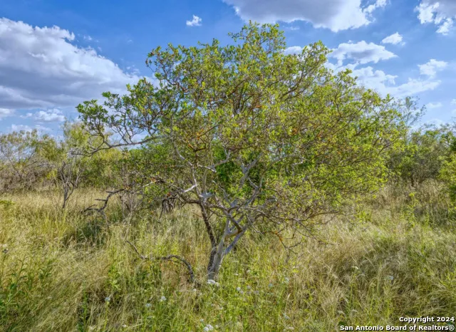 00 Utopia Forest Dhanis, TX 78850