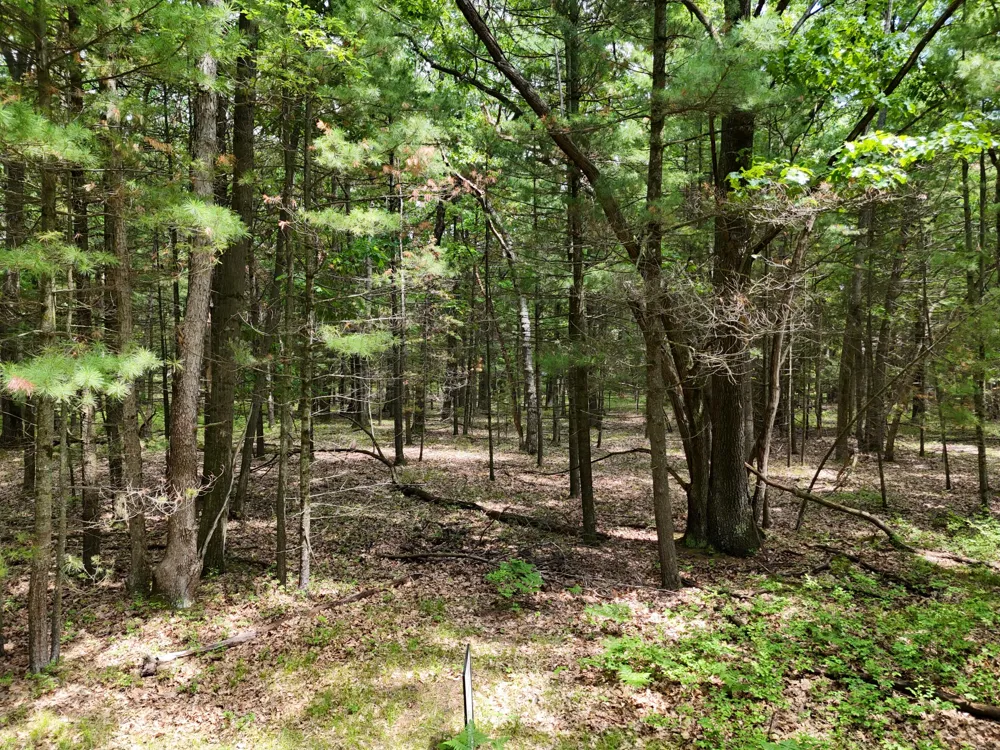 Meadow Wood Drive #40 Manistee, MI 49660