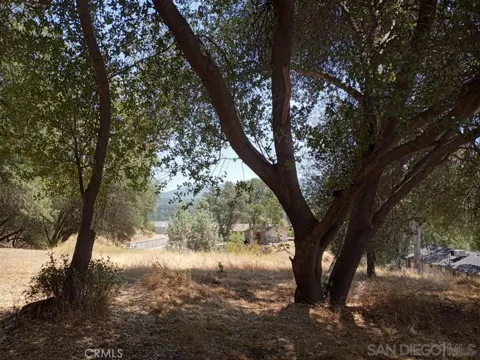 Live Oak Drive