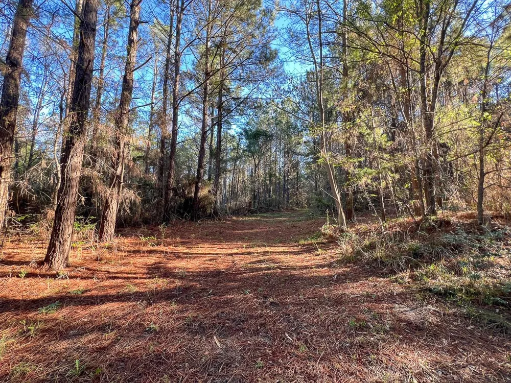 1 Bishop Road Huntsville, TX 77320