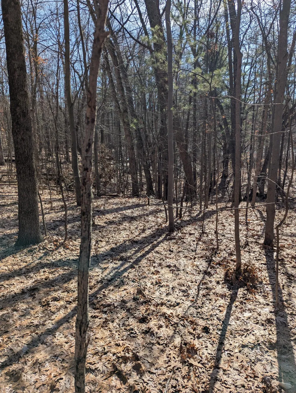E 136th Street Sand Lake, MI 49343