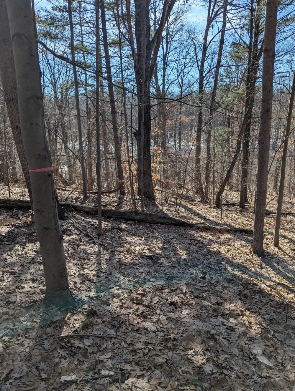 E 136th Street Sand Lake, MI 49343