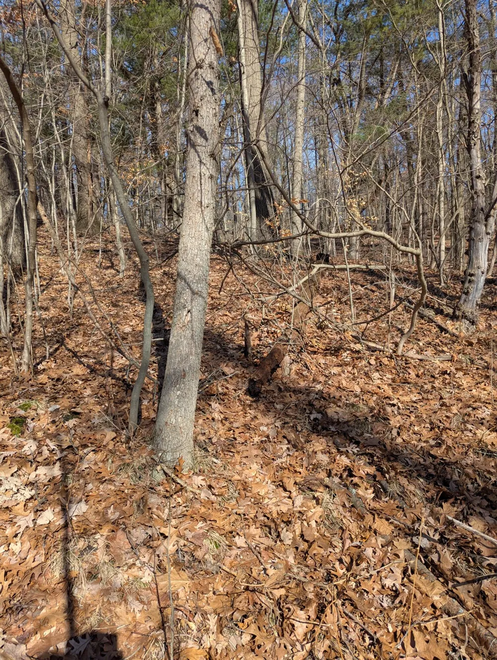 E 136th Street Sand Lake, MI 49343