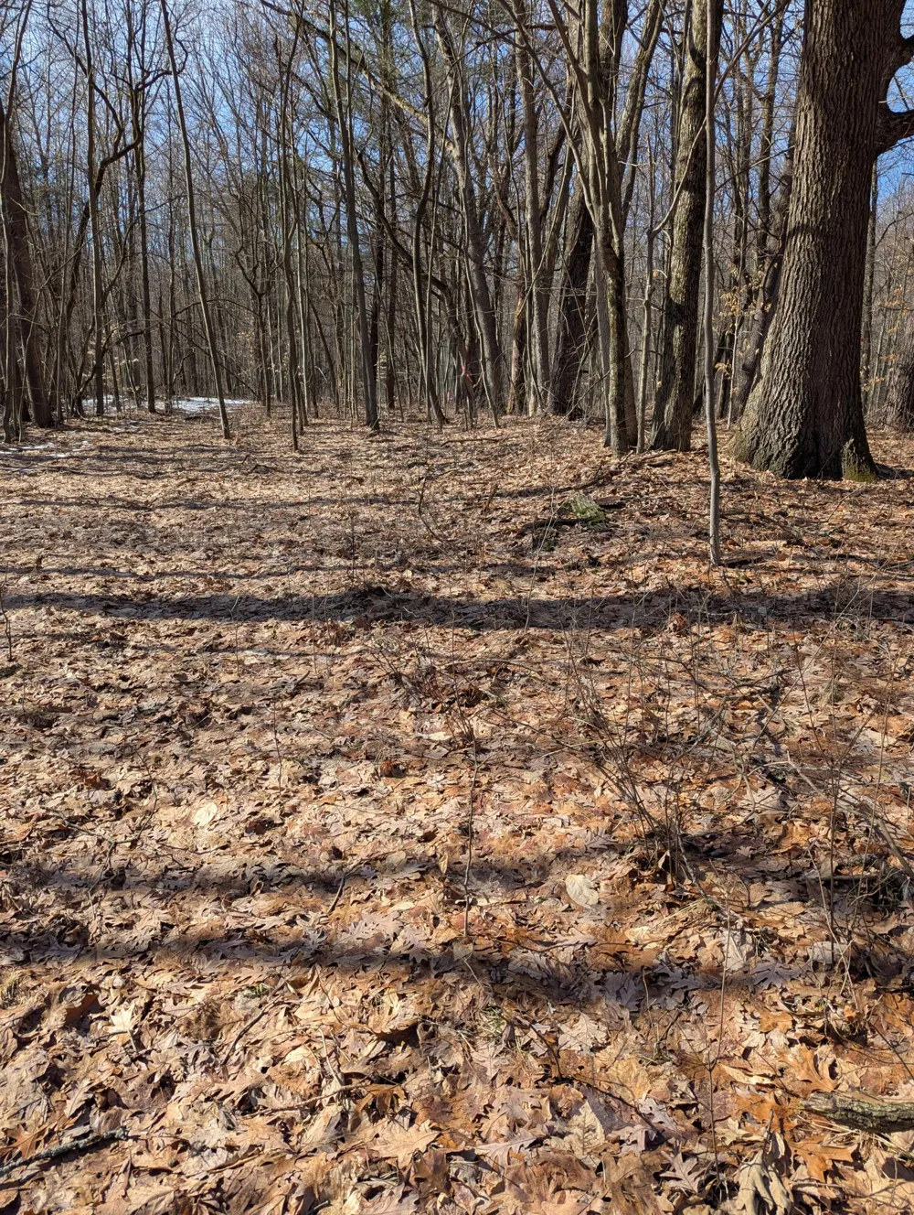 E 136th Street Sand Lake, MI 49343