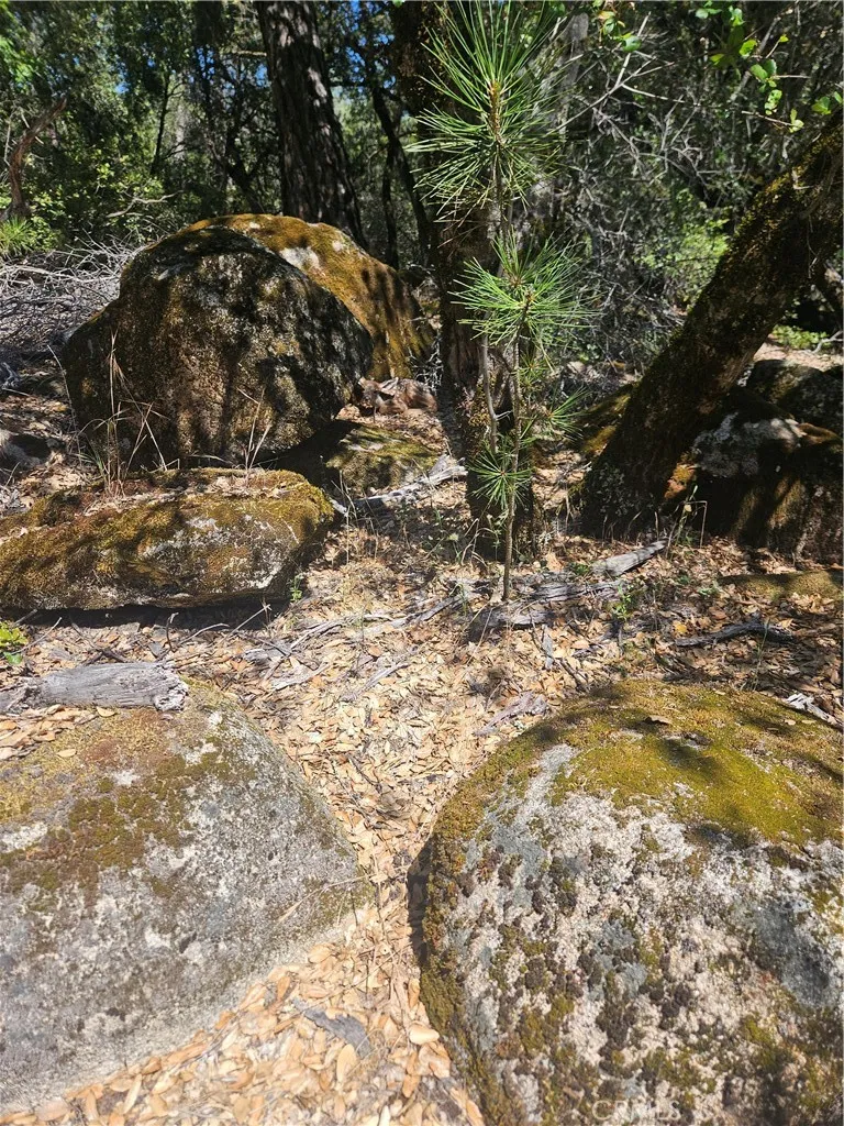 1371 Moccasin Trail Placerville, CA 95667
