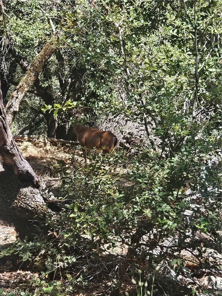 1371 Moccasin Trail Placerville, CA 95667