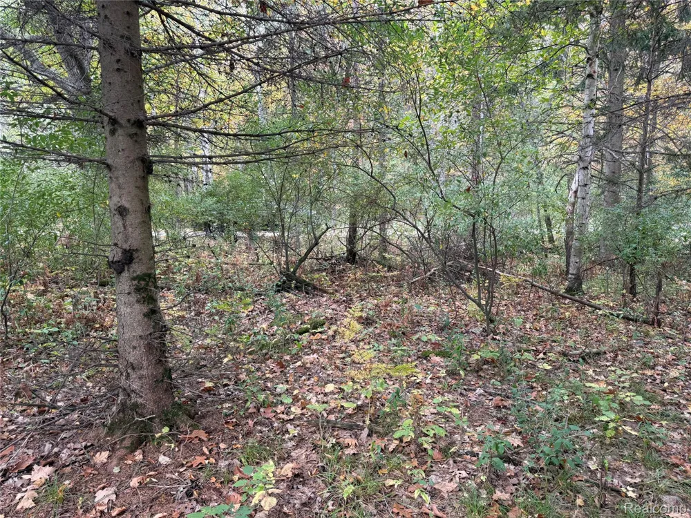 WILDWOOD RD. Evart City, MI 49631