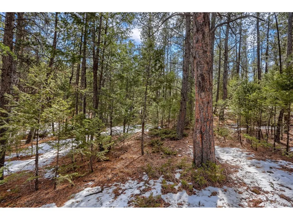 249 Territory Drive Pine, CO 80470