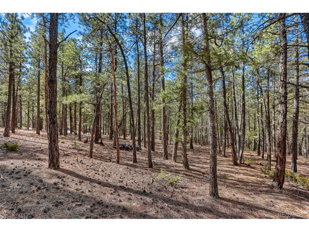 249 Territory Drive Pine, CO 80470
