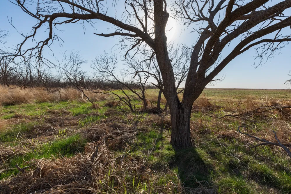 CR 262 McCaulley, TX 79534