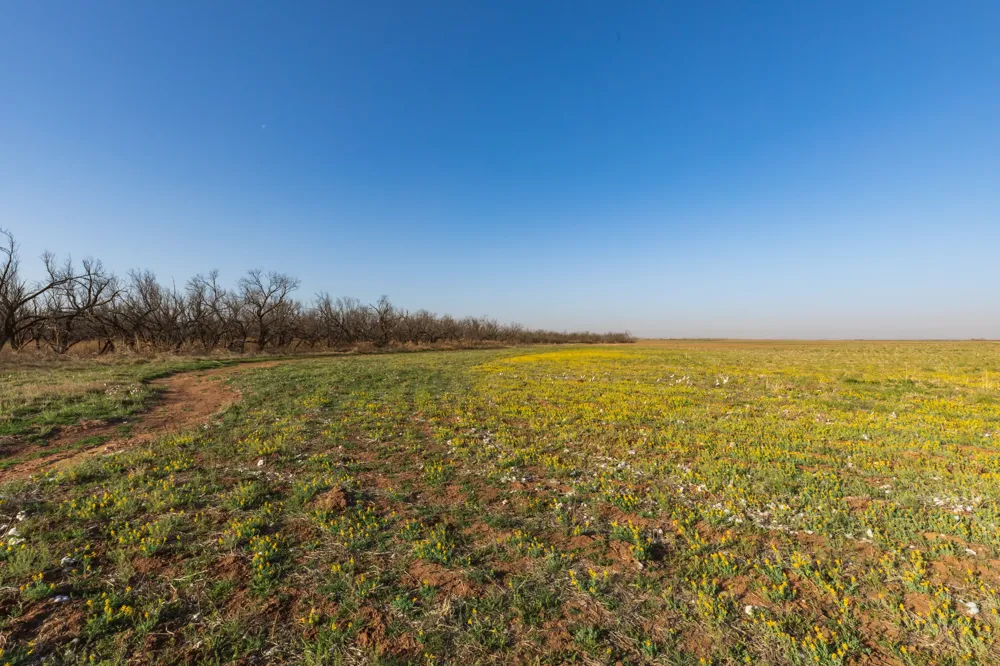 CR 262 McCaulley, TX 79534